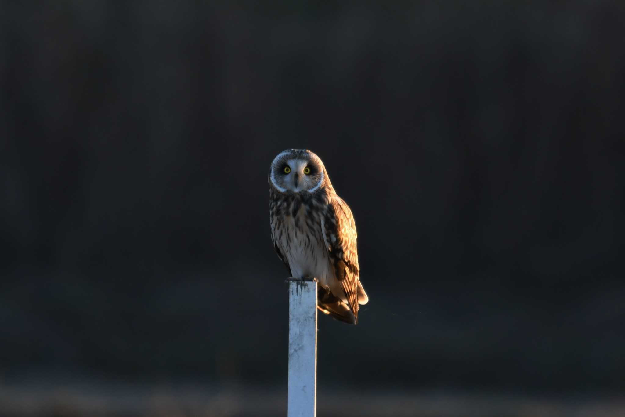 千葉県 コミミズクの写真 by あひる