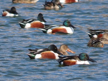 Northern Shoveler 岡山市東区 Tue, 2/16/2021