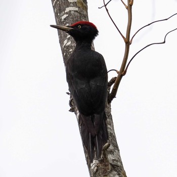 Black Woodpecker 北海道 Fri, 10/16/2020