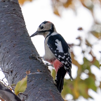 Great Spotted Woodpecker 北海道 Mon, 11/2/2020