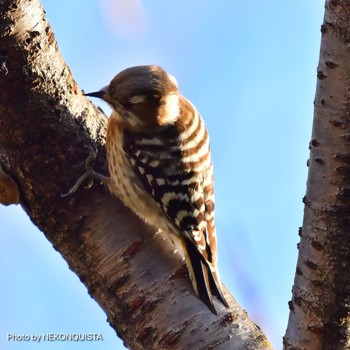 Japanese Pygmy Woodpecker 北山緑化植物園(西宮市) Mon, 1/25/2021