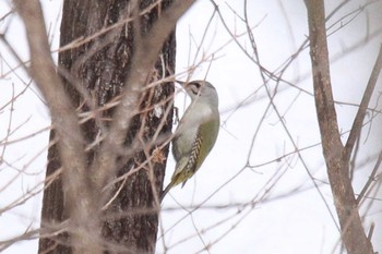 Grey-headed Woodpecker 十勝地方 国見山 Sun, 2/14/2021