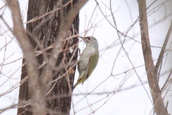 Sun, 2/14/2021 Birding report at 十勝地方 国見山