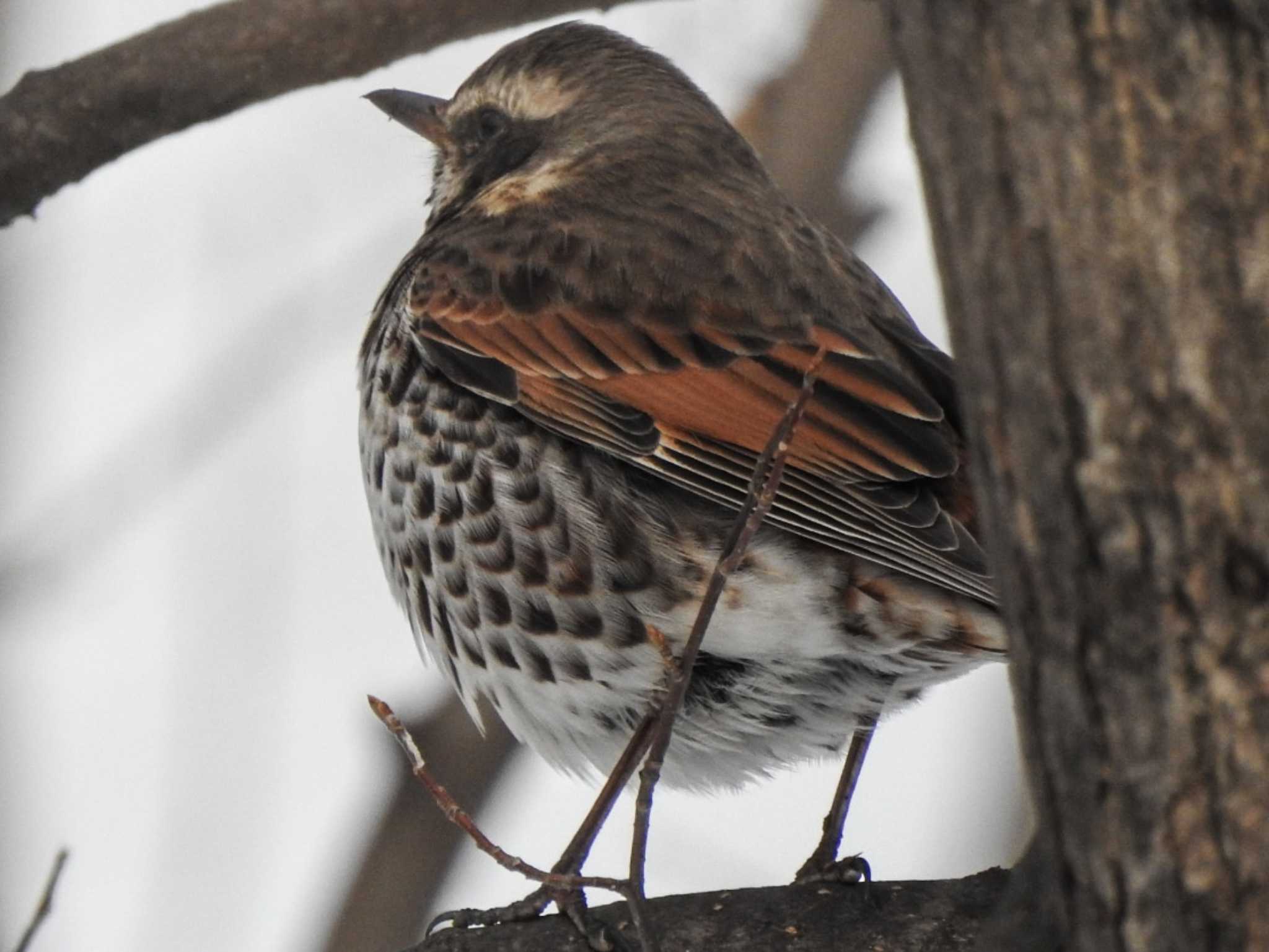 Photo of Dusky Thrush at 十勝地方 国見山 by ノビタキ王国の住民 