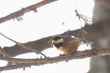 Varied Tit 十勝地方 国見山 Sun, 2/14/2021