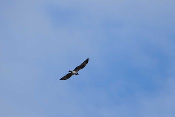 Osprey 越辺川 Thu, 1/5/2017