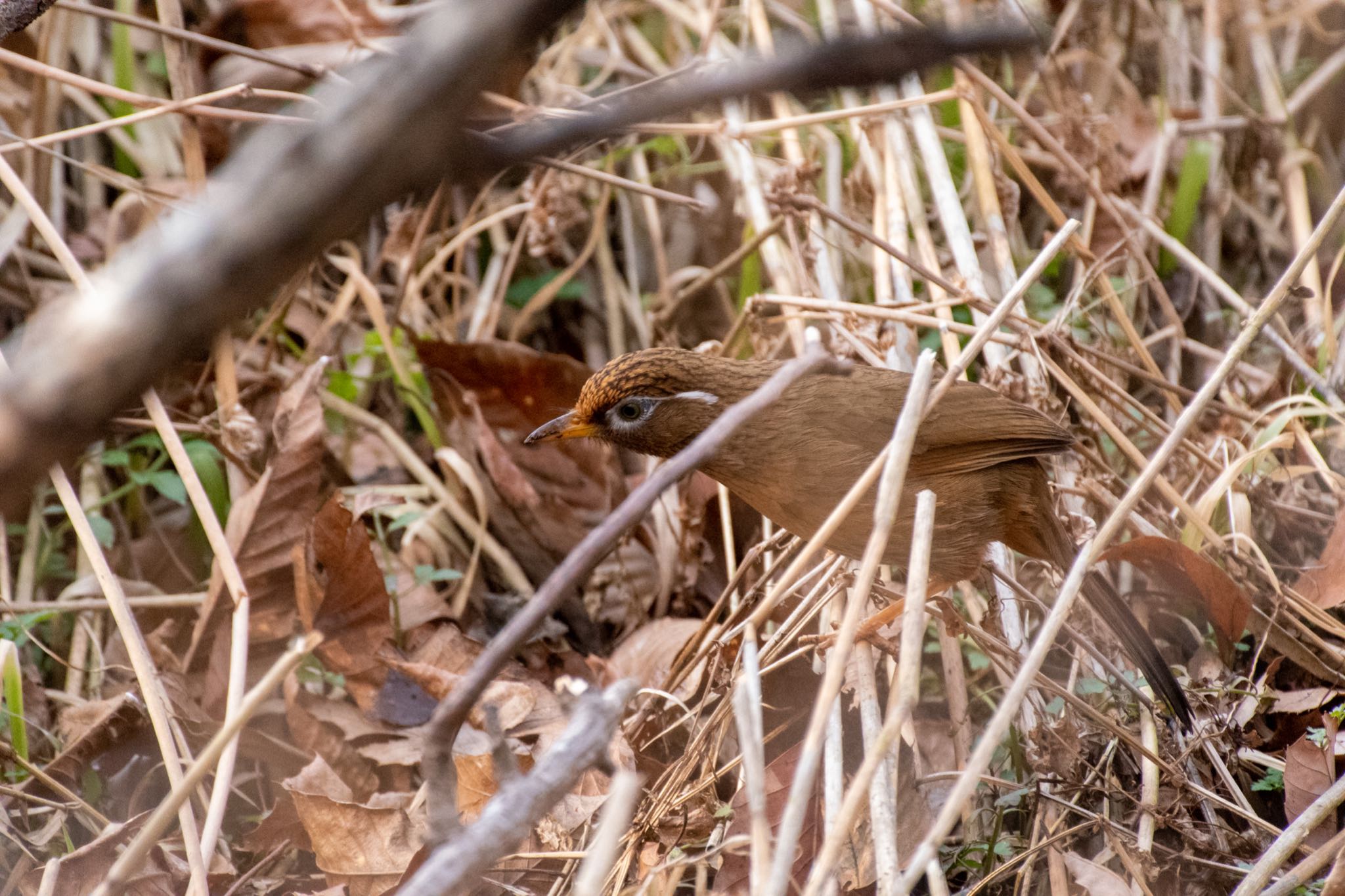 北本自然観察公園 ガビチョウの写真 by Marco Birds