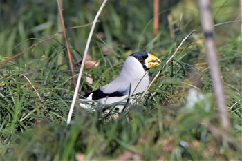 2021年2月16日(火) 浅羽ビオトープの野鳥観察記録