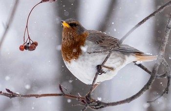 Red-throated Thrush 北海道 Mon, 2/10/2020