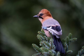 Eurasian Jay(brandtii) 北海道 Fri, 10/30/2020