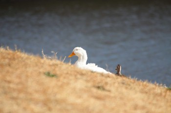 Domestic duck 守谷市 Sun, 2/14/2021