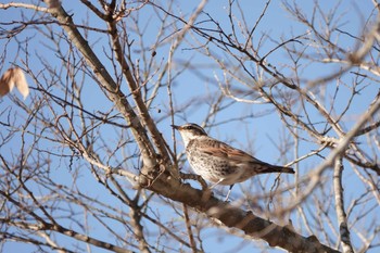 Sun, 12/20/2020 Birding report at 霞ヶ浦