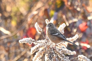 Siberian Long-tailed Rosefinch Unknown Spots Tue, 2/16/2021