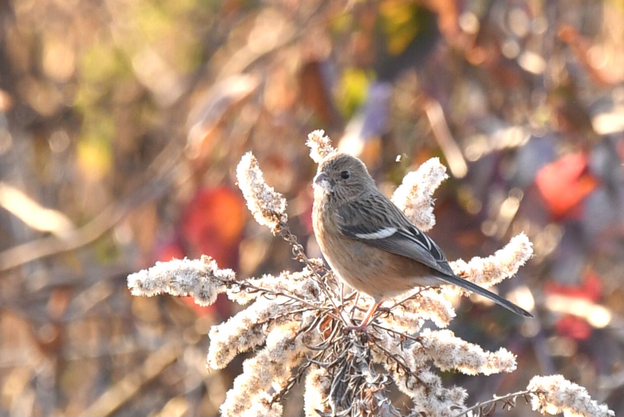 Photo of Siberian Long-tailed Rosefinch at  by ヨウコ