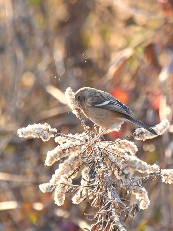 Siberian Long-tailed Rosefinch Unknown Spots Tue, 2/16/2021