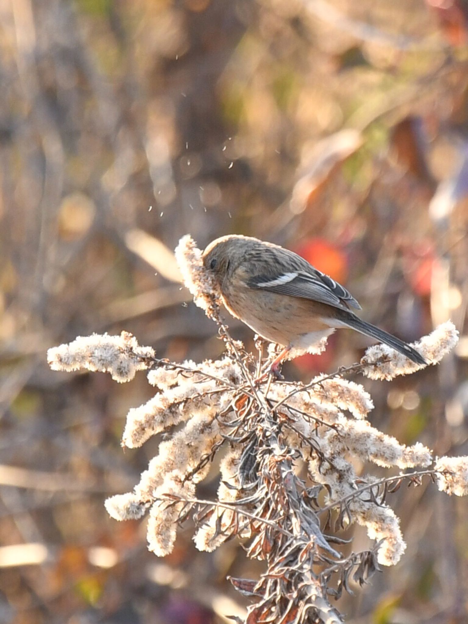 Photo of Siberian Long-tailed Rosefinch at  by ヨウコ