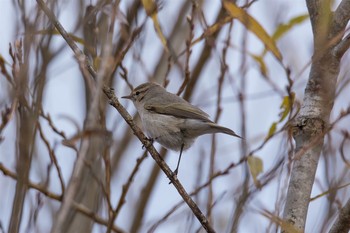 Common Chiffchaff Watarase Yusuichi (Wetland) Mon, 1/2/2017