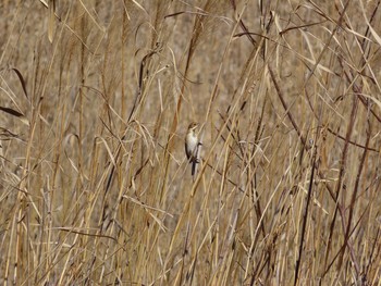 Common Reed Bunting Unknown Spots Tue, 2/16/2021