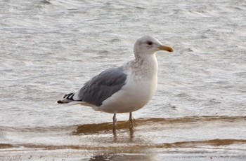 セグロカモメ 兵庫県西宮市 御前浜 2017年1月5日(木)