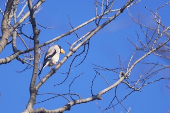 イカル 砧公園 2021年1月31日(日)