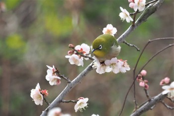 メジロ 嵯峨野 2021年2月16日(火)