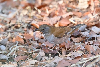 シロハラ 座間谷戸山公園 2021年2月16日(火)