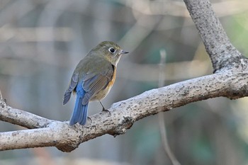 ルリビタキ 座間谷戸山公園 2021年2月16日(火)