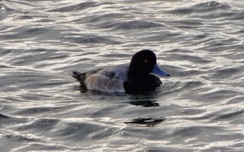 Greater Scaup 兵庫県西宮市 御前浜 Thu, 1/5/2017