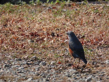 イソヒヨドリ 犬鳴山 2021年2月11日(木)