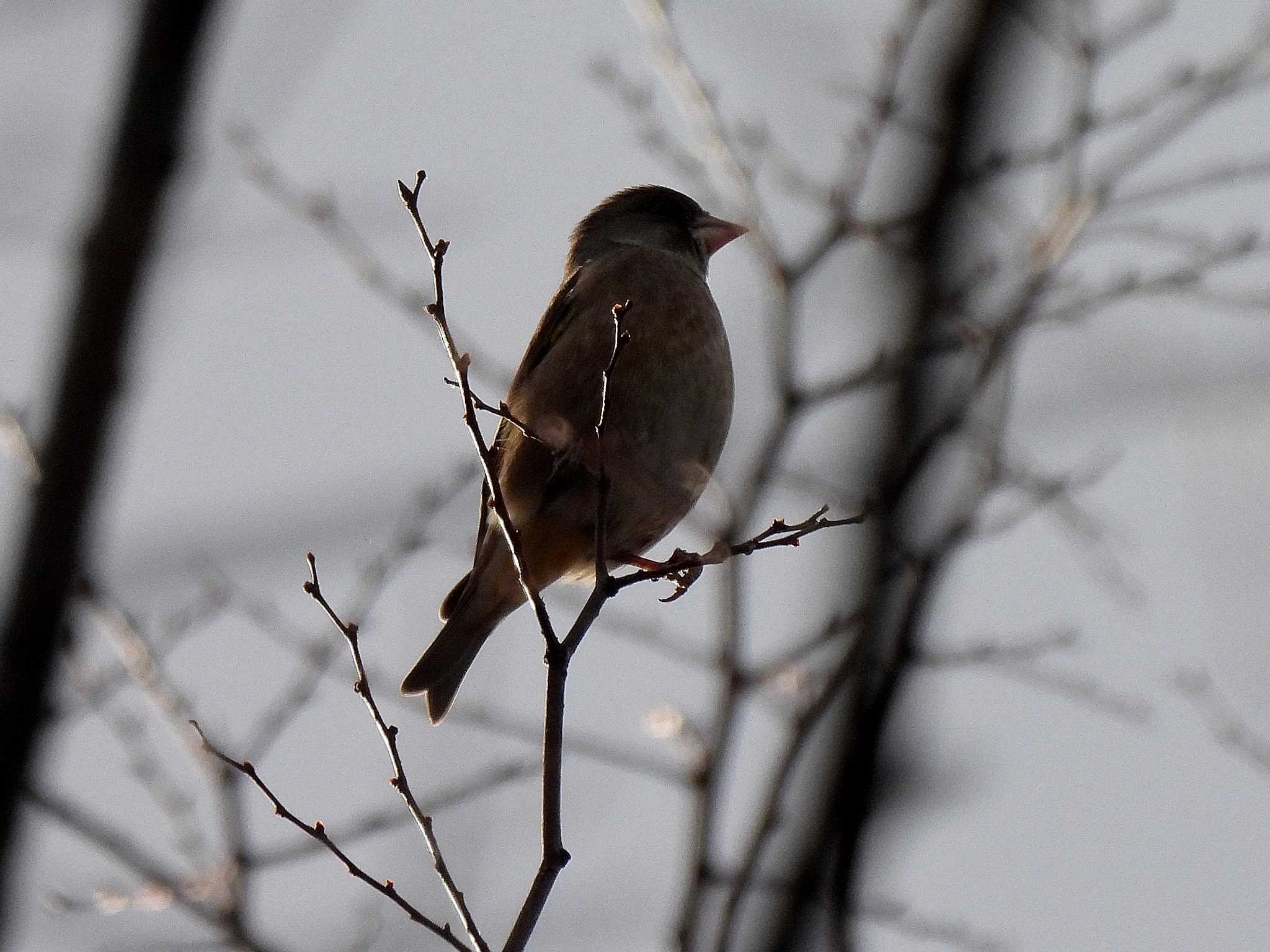 Photo of Grey-capped Greenfinch at 荒子川公園 by よつくん