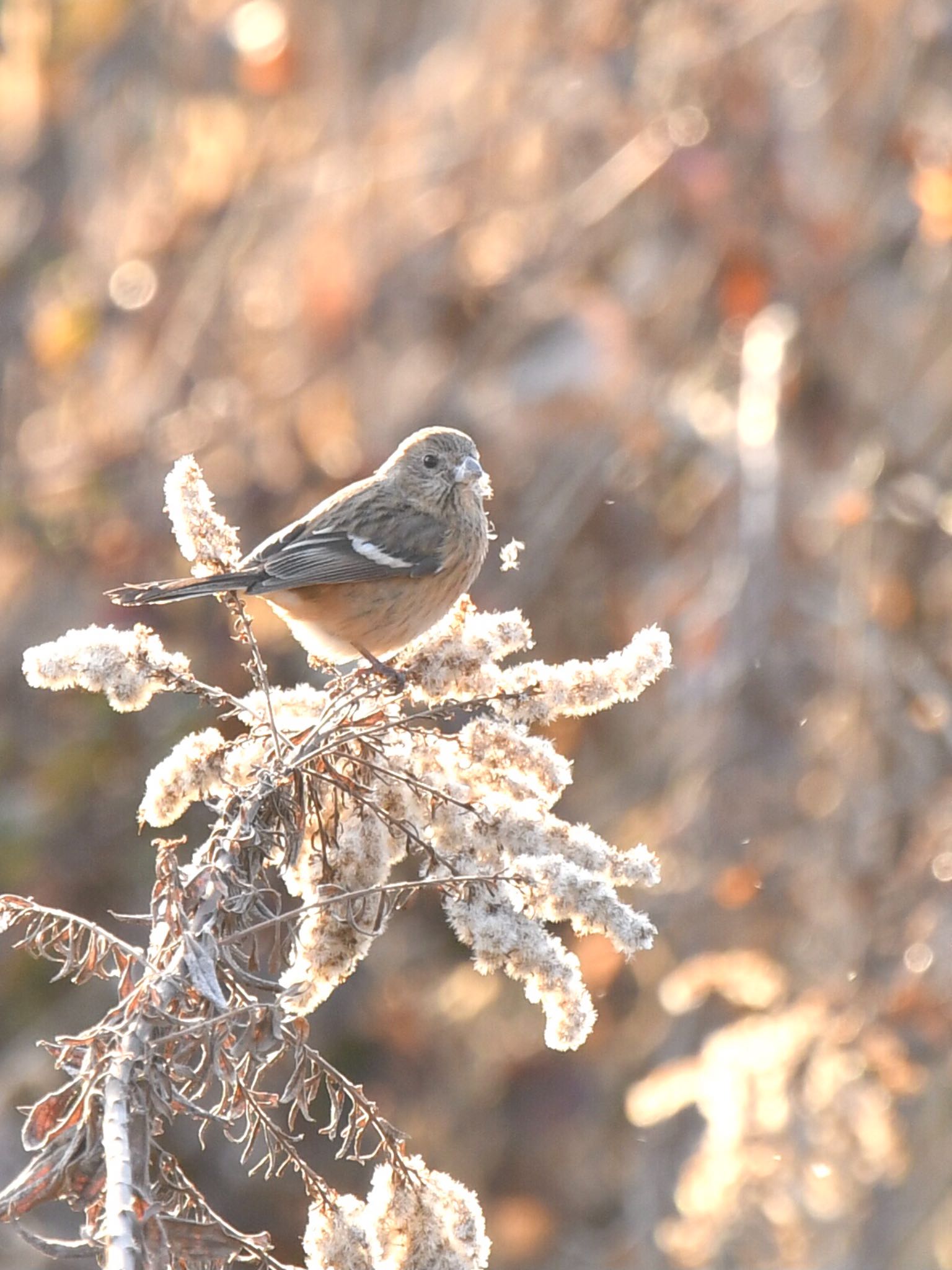 Photo of Siberian Long-tailed Rosefinch at  by ヨウコ