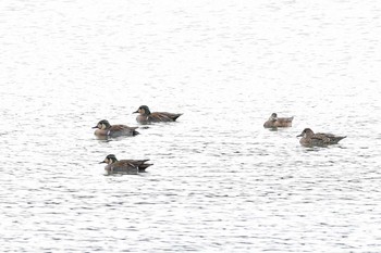 Baikal Teal 山田池公園 Thu, 1/5/2017