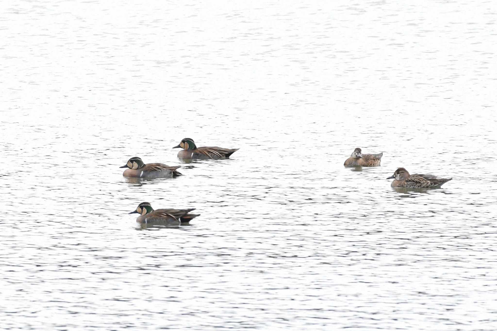 Photo of Baikal Teal at 山田池公園 by 倶利伽羅