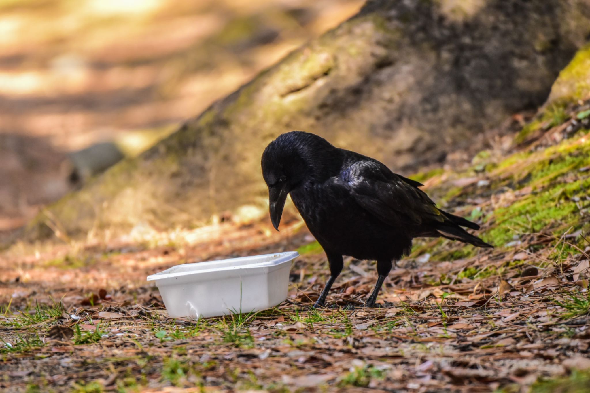 夙川公園 ハシブトガラスの写真 by 匠