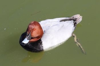 ホシハジロ 弁天池公園(大阪府門真市) 2021年2月14日(日)