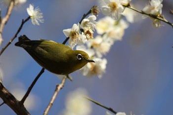 メジロ 深北緑地 2021年2月14日(日)