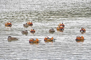 Mandarin Duck 山田池公園 Thu, 1/5/2017