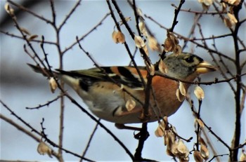 Brambling 羽生水郷公園 Wed, 1/27/2021