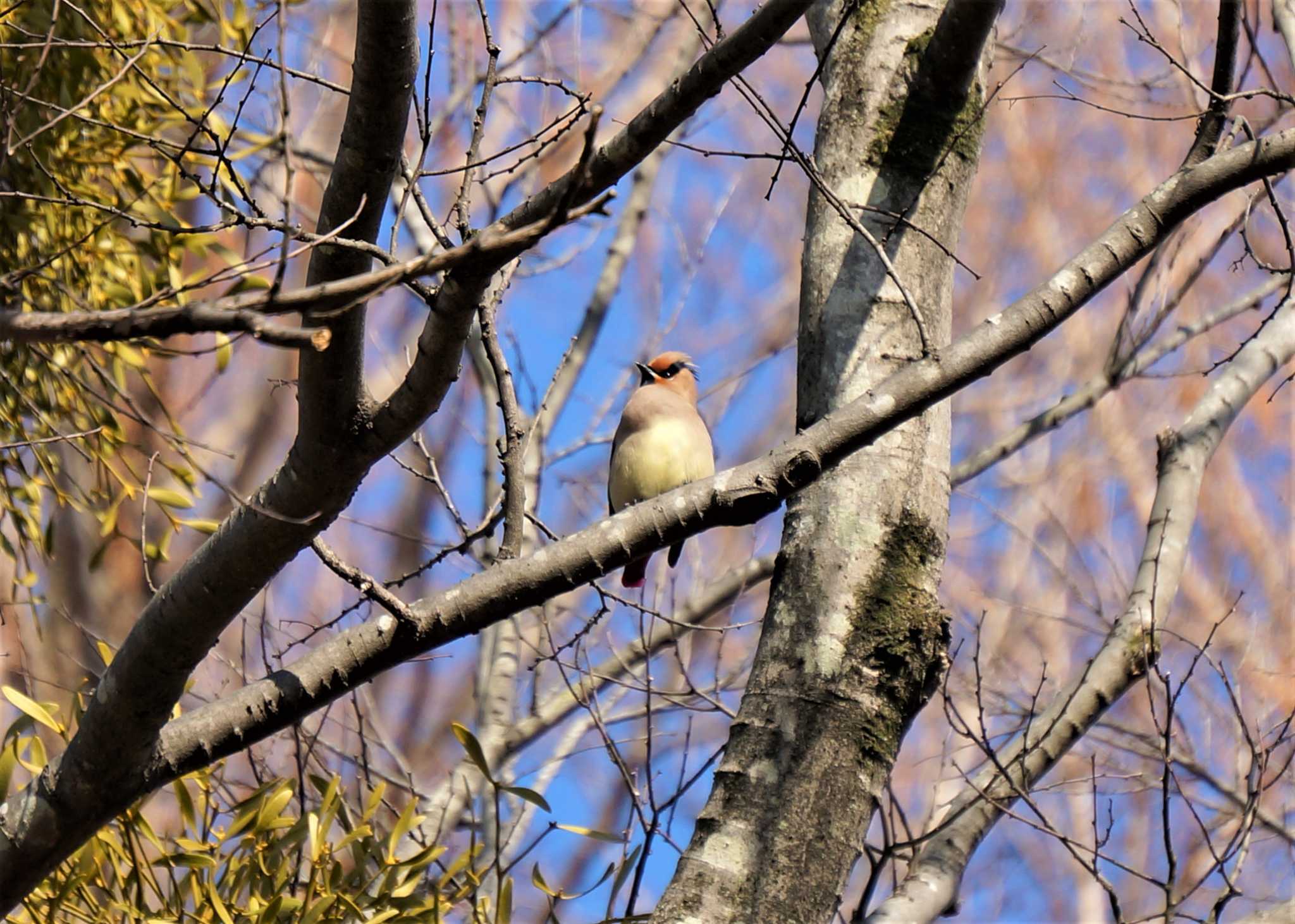 秋ヶ瀬公園 ヒレンジャクの写真 by kawataro