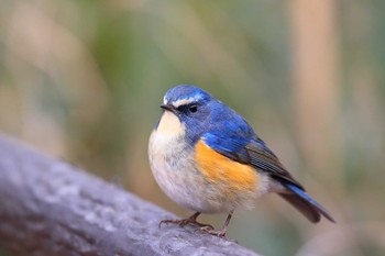 Red-flanked Bluetail Unknown Spots Fri, 2/12/2021