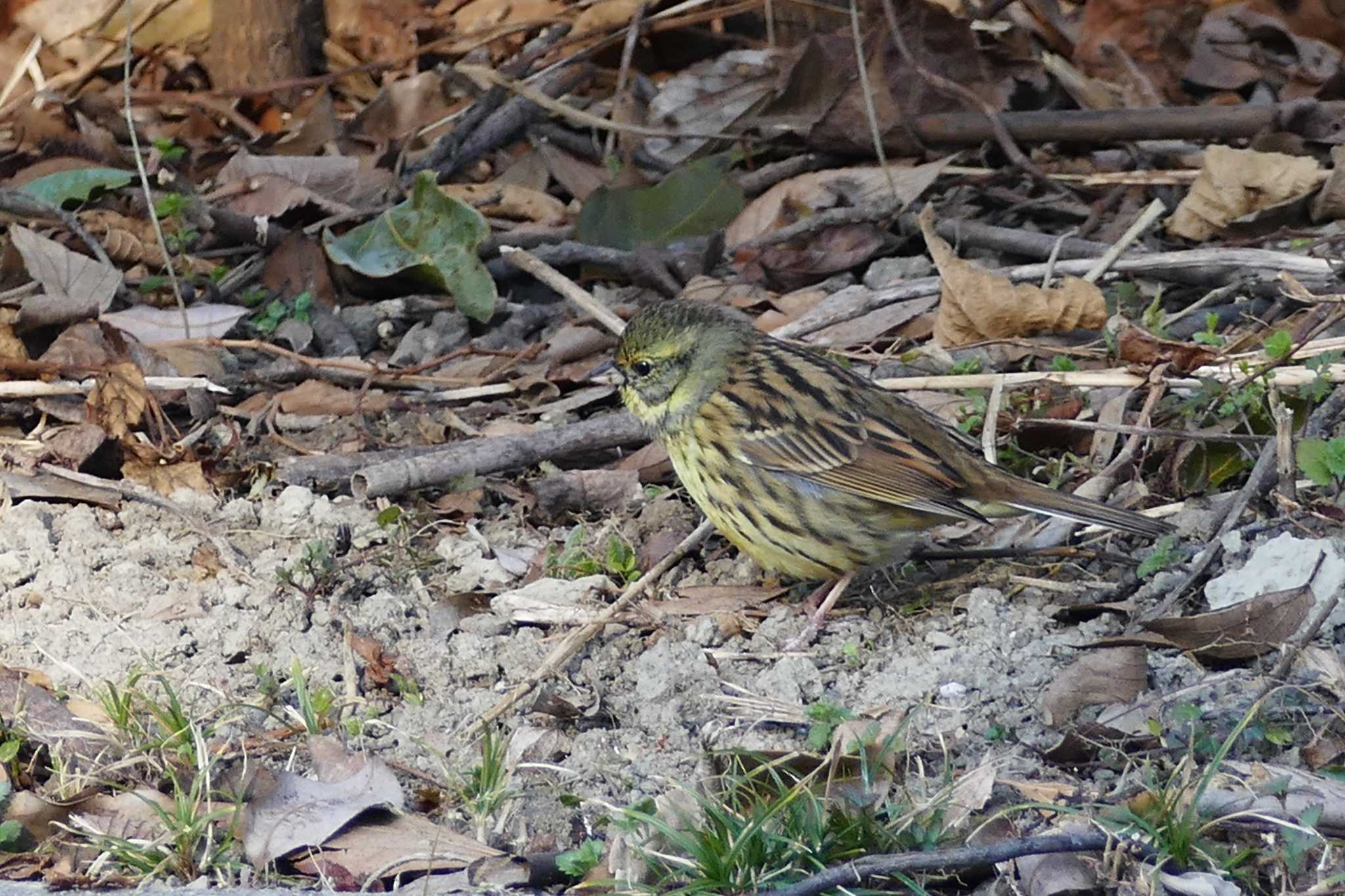 Masked Bunting