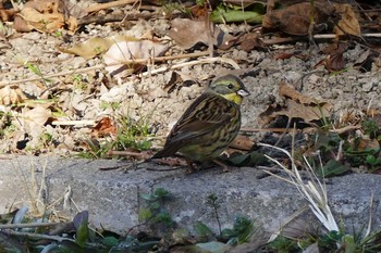 2021年2月7日(日) 彩湖の野鳥観察記録