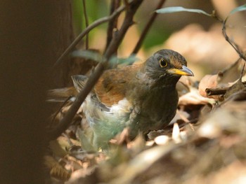 シロハラ 大井ふ頭中央海浜公園(なぎさの森) 2021年2月13日(土)