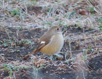 2021年2月17日(水) 境川(境橋付近)の野鳥観察記録