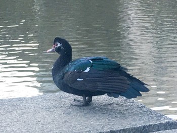 ノバリケン 檜町公園 2021年2月17日(水)