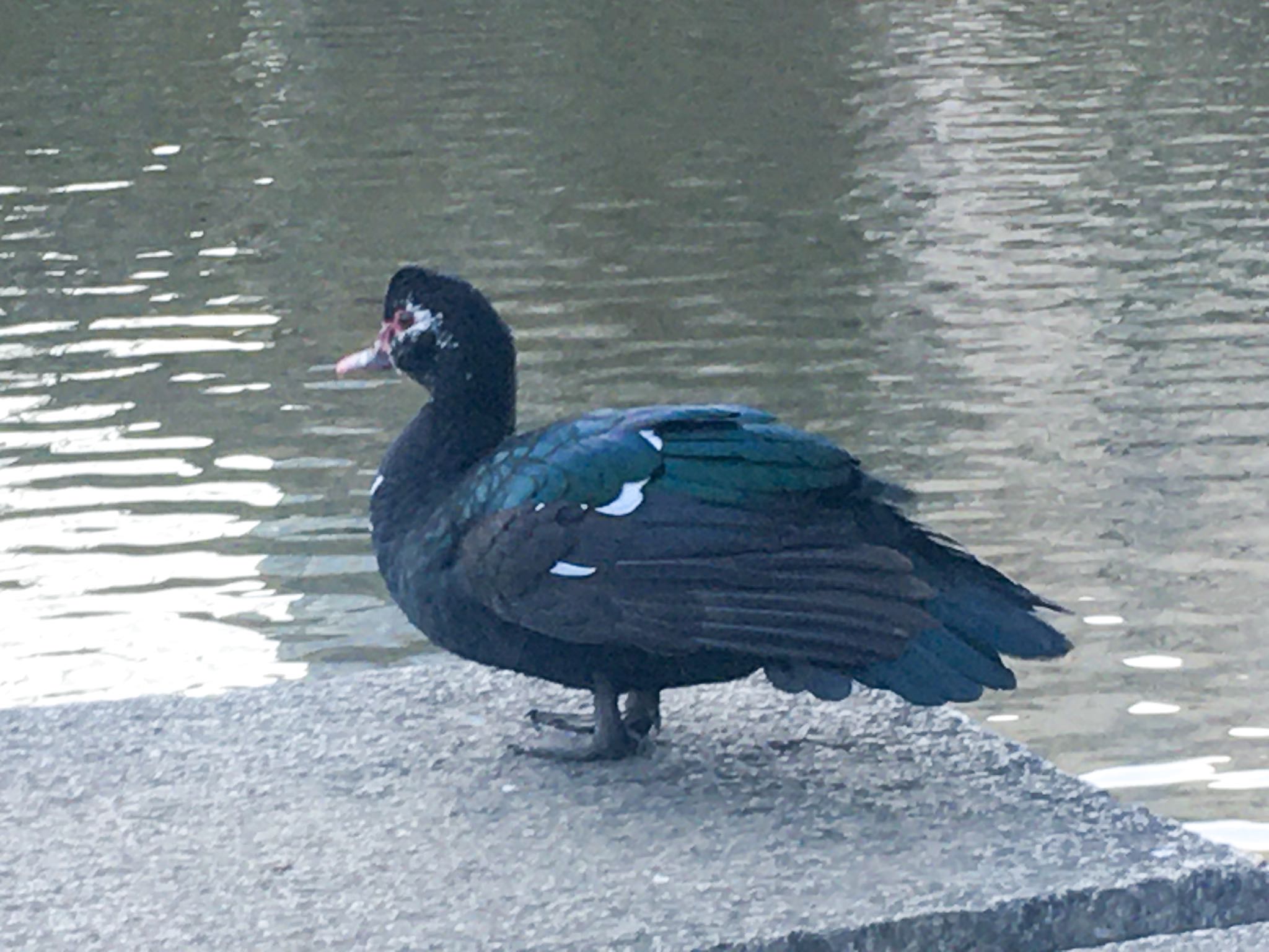 檜町公園 ノバリケンの写真 by Marco Birds