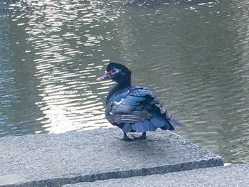 ノバリケン 檜町公園 2021年2月17日(水)