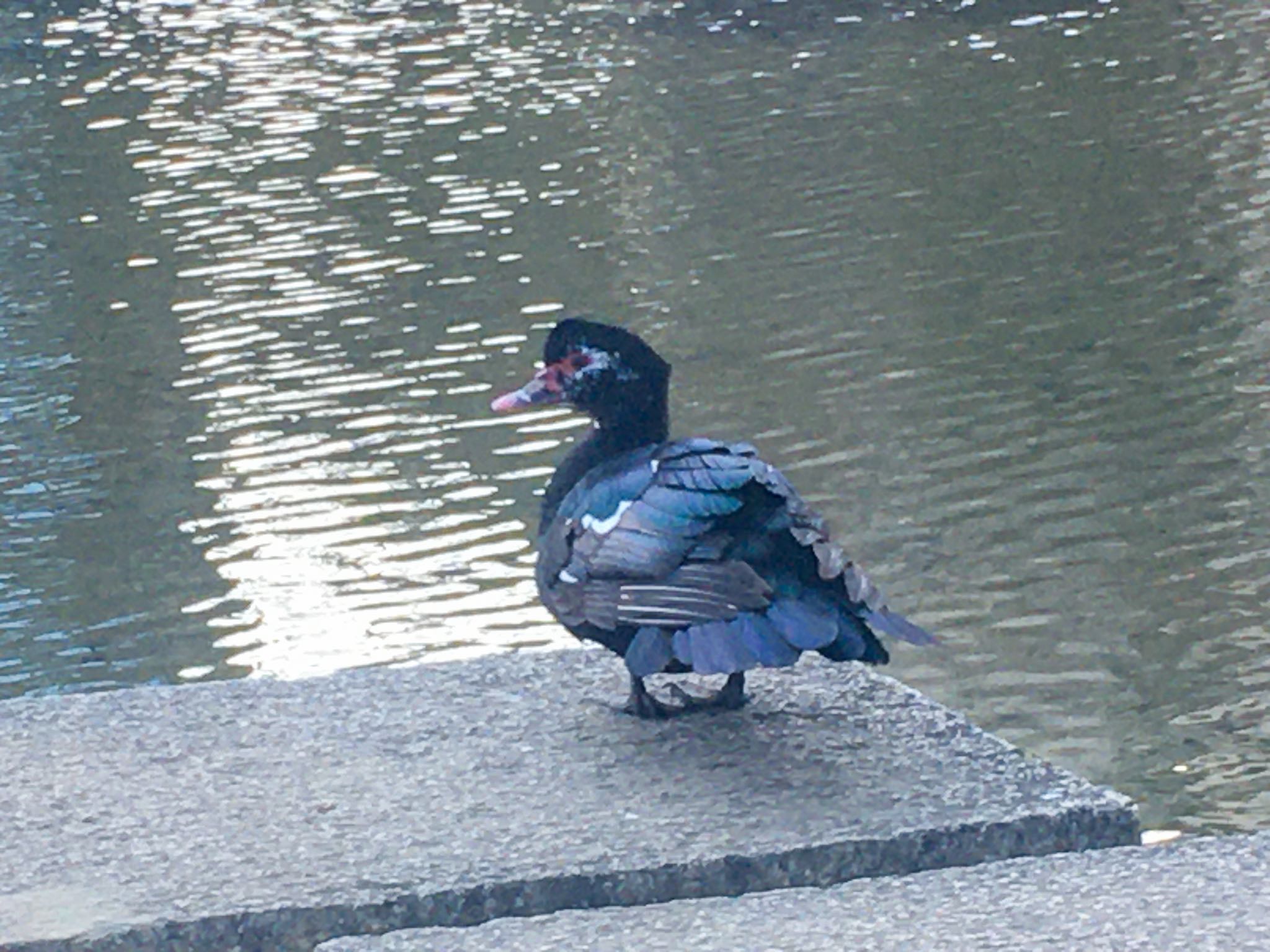 檜町公園 ノバリケンの写真 by Marco Birds