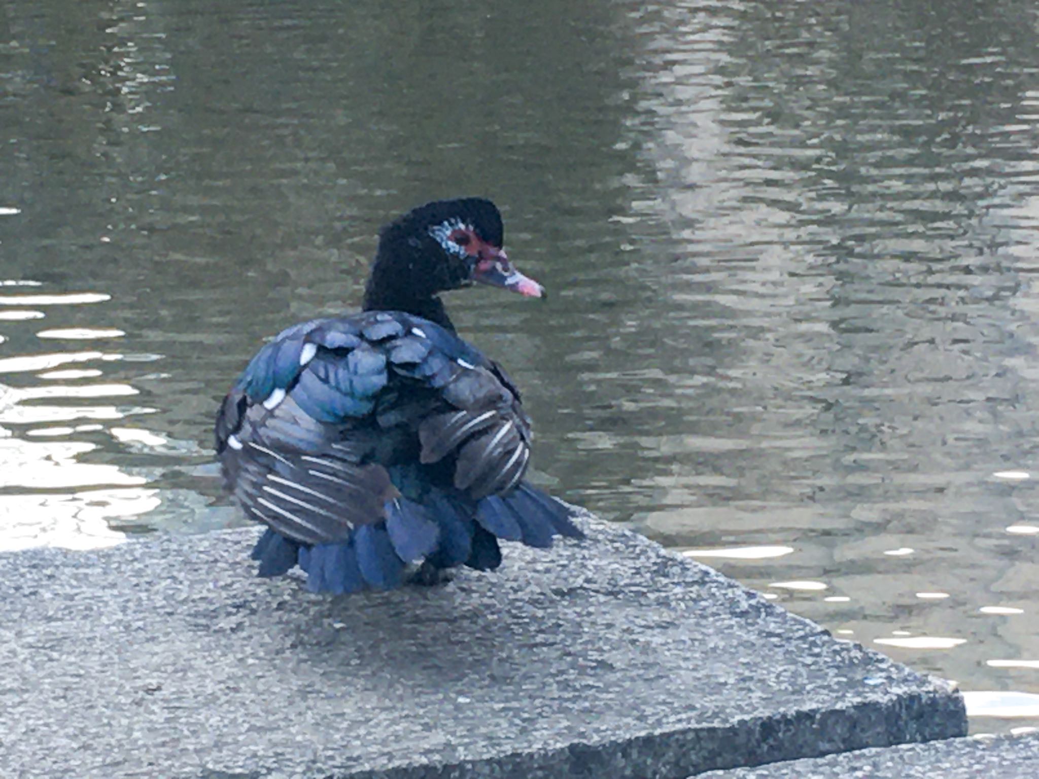 Photo of Muscovy Duck at 檜町公園 by Marco Birds