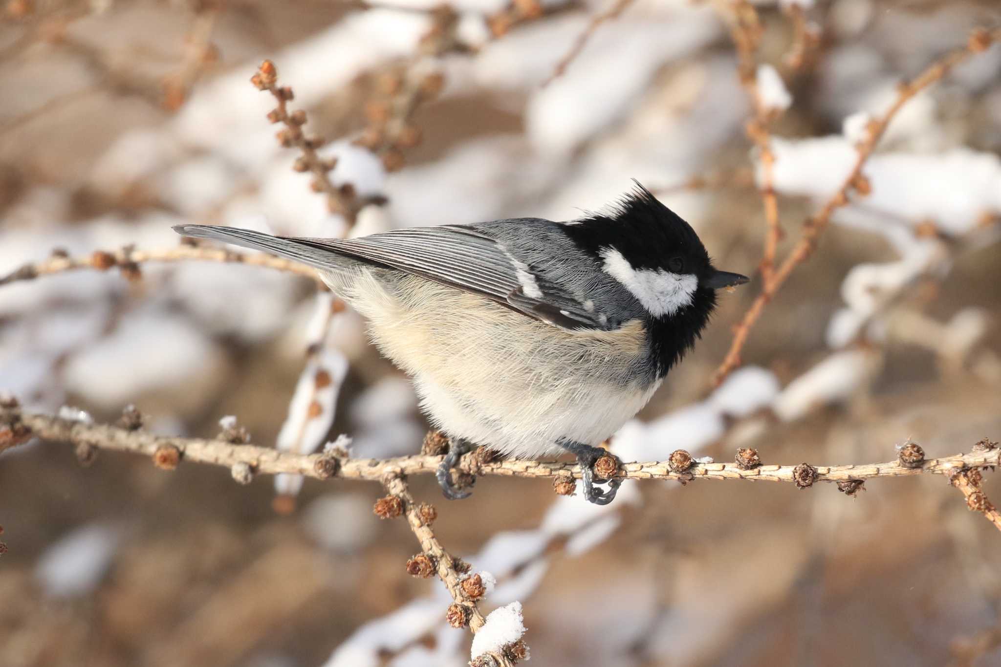 Coal Tit